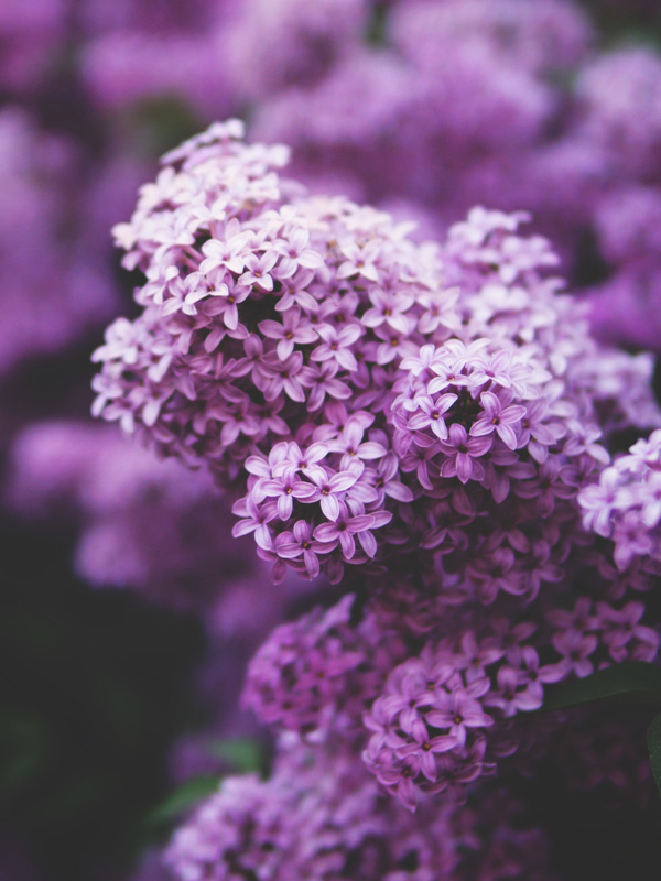 glasseo +Color Violett